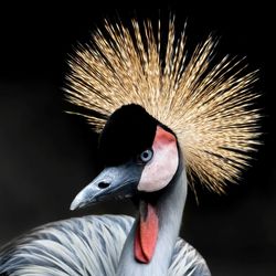 Close-up of grey crowned crane against black background