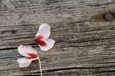 Close-up of flower