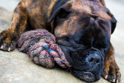 Close-up of dog lying down