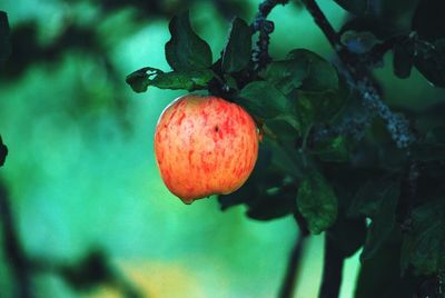 Close-up of fruits on tree