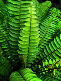 Full frame shot of green leaves