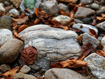 Close-up of dried autumn leaves on rock