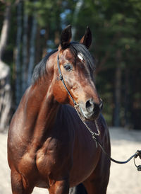 Close-up of horse standing outdoors