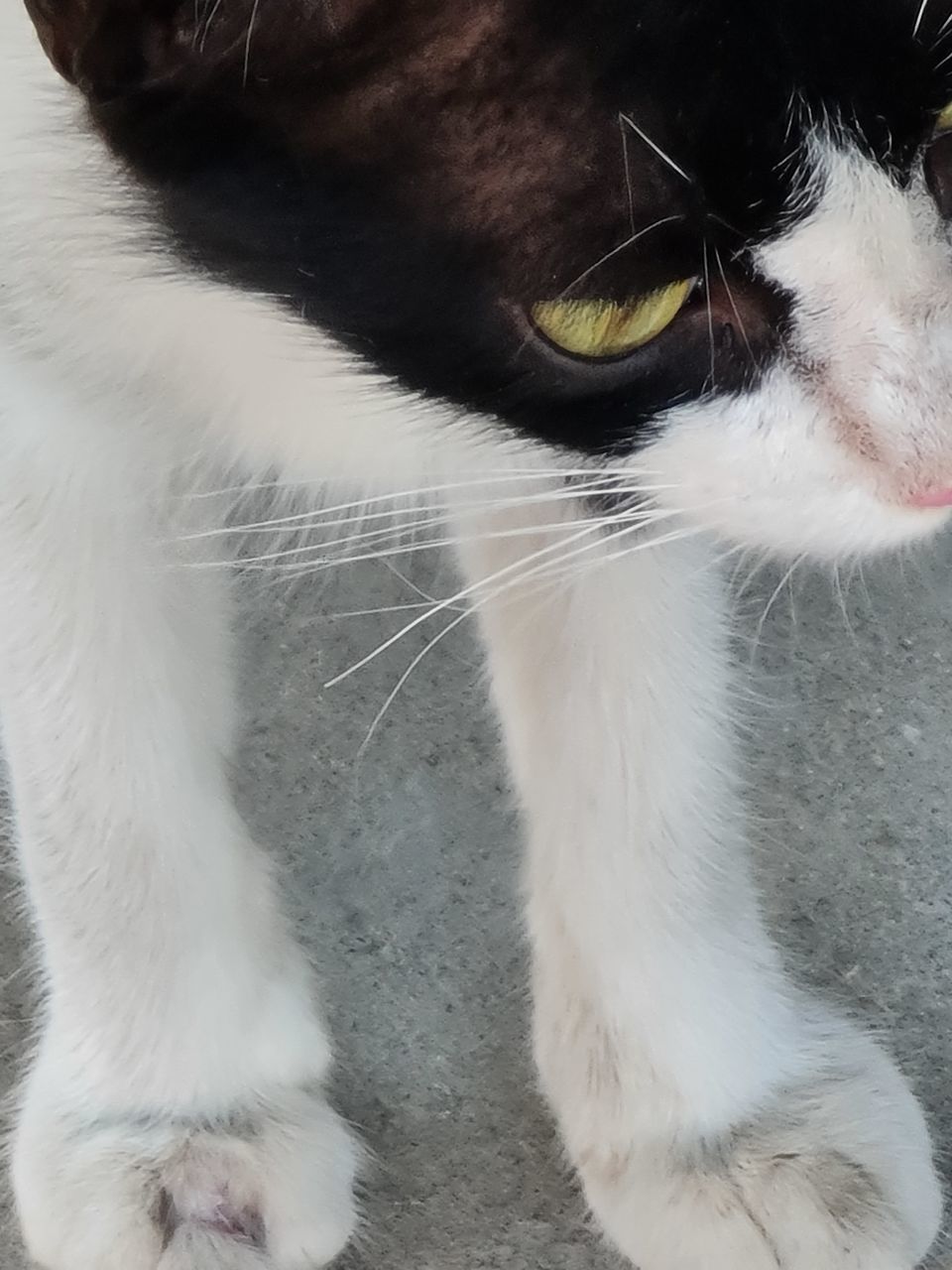 HIGH ANGLE VIEW OF CAT WITH EYES