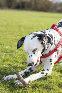 Close-up of dog on field