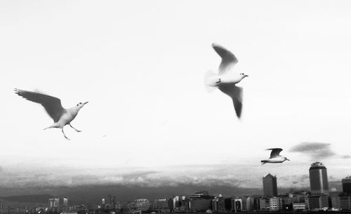 Low angle view of seagull flying in city against sky