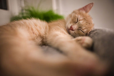 Close-up of cat sleeping