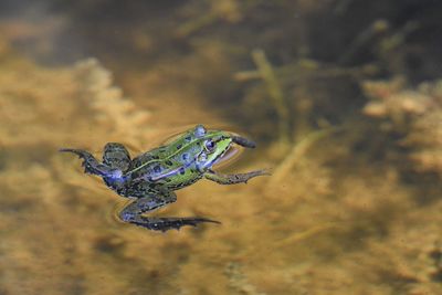 Close-up of turtle swimming in sea