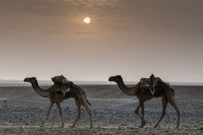 Camels walking in desert against sky