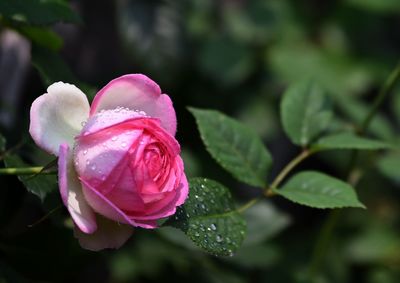 Close-up of wet pink rose flower