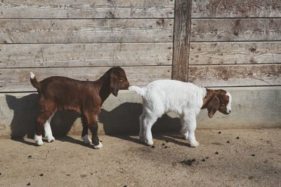 Goat kids against wall