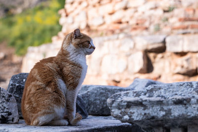 Close-up of a cat looking away