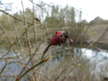 Close up of red flower