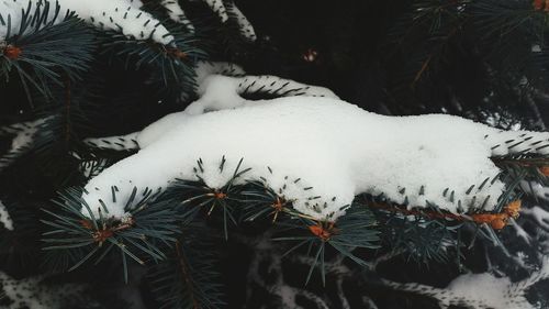 Close-up of christmas tree in snow