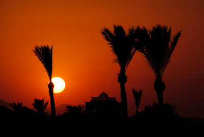 Egyptian sunset - silhouette palm tree against orange sky