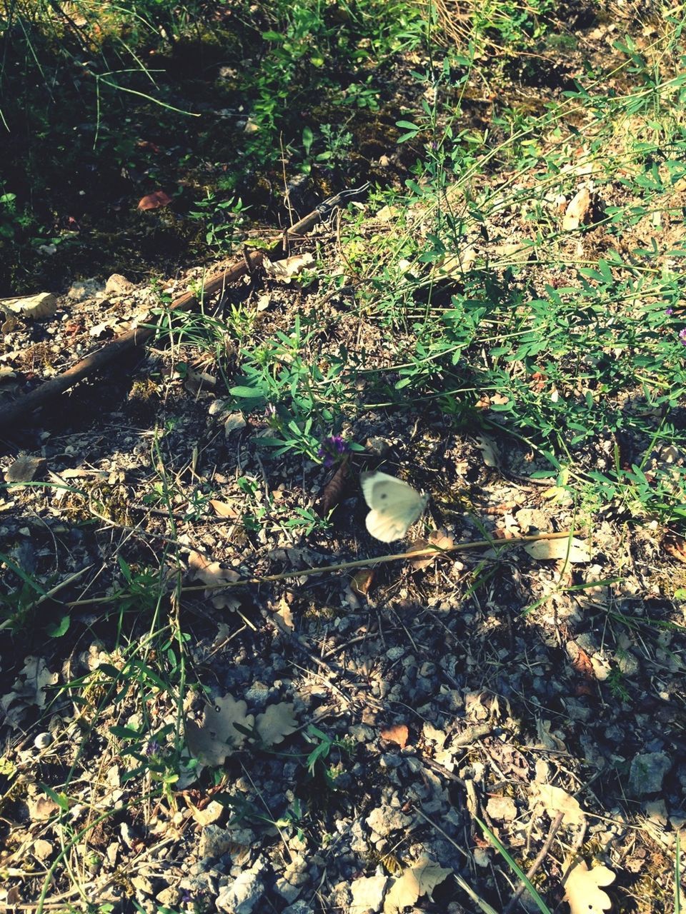 high angle view, growth, plant, grass, nature, field, green color, day, outdoors, sunlight, tranquility, no people, leaf, beauty in nature, tree, growing, ground, forest, shadow, branch