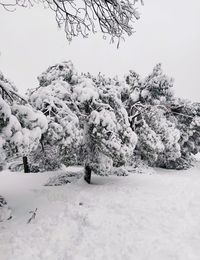 Trees on snow covered field against sky