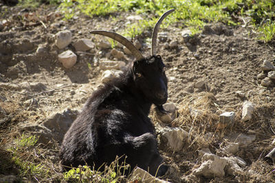 Black goat laying on land 