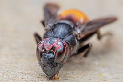 Close-up of insect