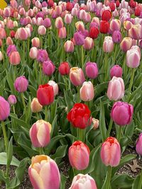 Close-up of pink tulips growing on field