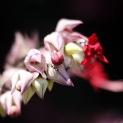 Close-up of bumblebee on pink flower