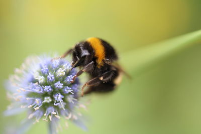 Close-up of bee on flower