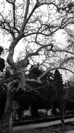 Bare trees against sky