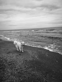 Dog on the beach