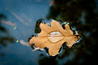 Close-up of autumn leaf on lake