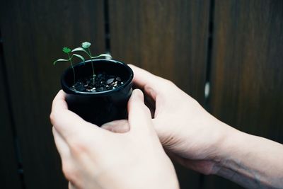 Close-up of hand holding plant