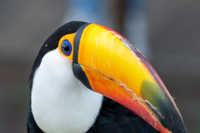 Close-up of bird