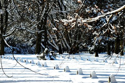 Trees in cemetery during winter