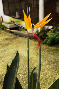 Close-up of flower