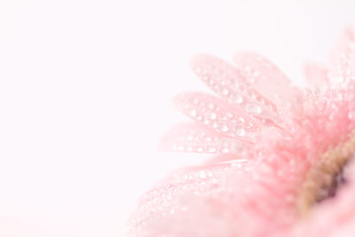 Close-up of wet pink flower against white background