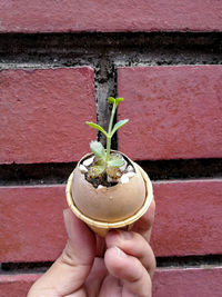 Close-up of hand holding plant