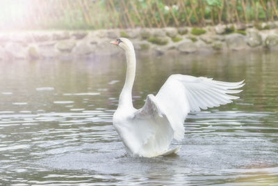 White swan in lake