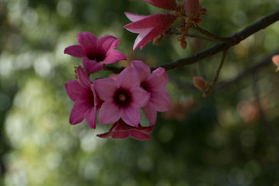 Close-up of pink flowering plant