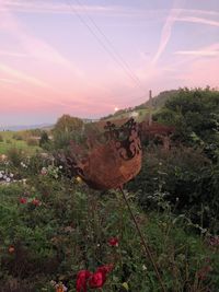 Scenic view of grassy field against sky during sunset