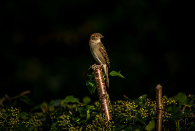 Close-up of bird perching on plant