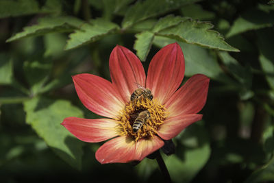 Close-up of honey bee pollinating flower