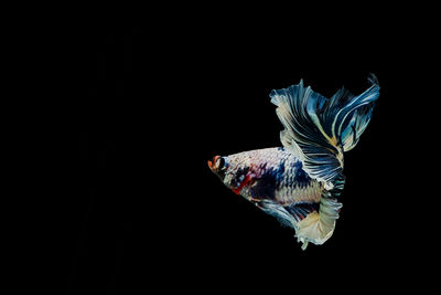 Close-up of fish swimming in water against black background