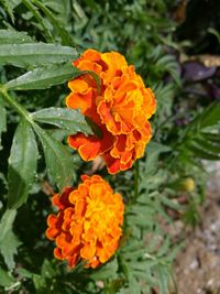 Close-up of yellow flowers