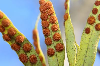 Low angle view of prickly pear cactus against sky