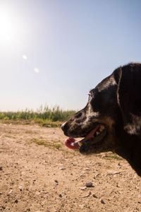 Dog looking away