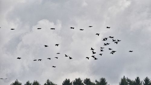 Low angle view of silhouette birds flying against sky