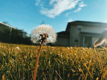 Close-up of dandelion on field against sky
