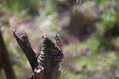 Close-up of a bird on tree trunk