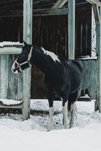 Horse standing in stable