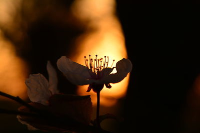 Close-up of orange rose flower