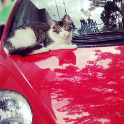 Cat sitting in car